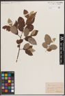 Foto von Salix caprea L.